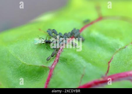 Winzige Parasitoide Wespe, die Blattläuse als Wirte verwenden Aphidiidae, Aphidiinae. Ein Weibchen, das Eier auf Blattlaus der schwarzen Bohnen legt, Aphis fabae. Stockfoto