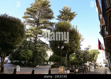 Cadiz, Andalusien, Spanien - 2. Oktober 2023: Plaza de Mina mit kolossalen Bäumen in Cadiz Stadt Stockfoto