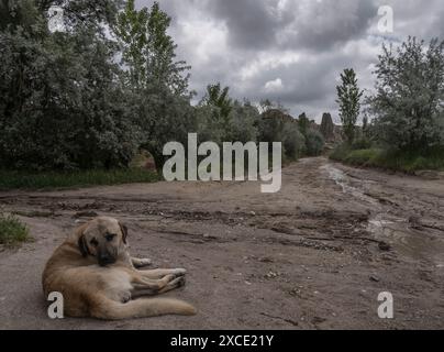 Einsamer Straßenhund in kappadokien Stockfoto