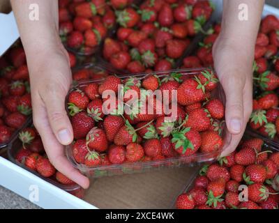 Eine Frau, die einen Plastikbehälter mit einem Haufen frisch geernteter Bio-Erdbeeren hält. Nahaufnahme. Stockfoto