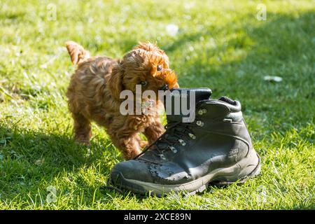 Bonnie, ein 2 Monate alter Cavapoo-Welpe, der mit einem Mann Laufschuh spielt. Stockfoto