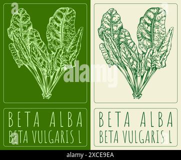 Vektorzeichnung BETA ALBA auf Chinesisch. Handgezeichnete Abbildung. Der lateinische Name ist BETA VULGARIS L. Stock Vektor