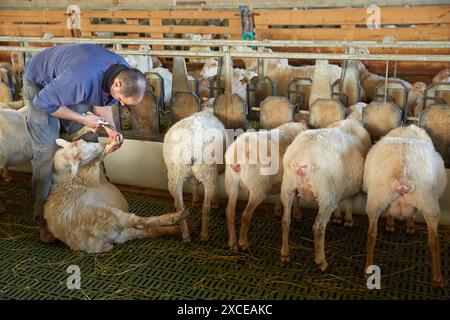 Landwirt, der die Hufe eines Schafhalters schneidet, der trächtigen Schafzucht Latxa Rasse Gomiztegi Baserria, Arantzazu, Oñati, Gipuzkoa, Baskenland, Spanien. Stockfoto