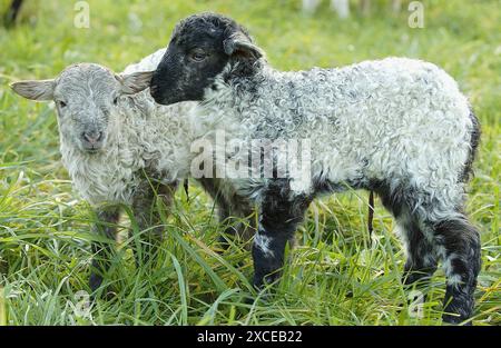 ´Latza´ Schafe, Lämmer. Legazpi. Guipúzcoa, Spanien Stockfoto