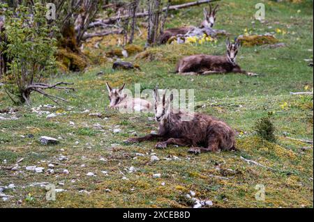 Gämsen ruhen im Frühjahr auf der Wiese. Vier Rupicapra rupicapra in der Schweiz. Stockfoto