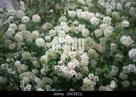 Blühender Sträucher mit weißen Blüten Spirea. Thunberger Spirea-Busch in Blüte im Sommergarten Stockfoto