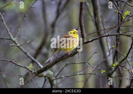 Männlicher Yellowhammer auf einem Baum, County Durham, England, Großbritannien. Stockfoto