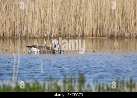 Kanadische Gans, die in einem See mit Schilf im Hintergrund nach Nahrung suchen. County Durham, England, Großbritannien. Stockfoto