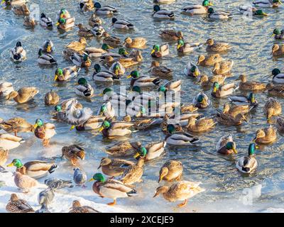 Entenherde, die auf dem eisgefrorenen Teich des Stadtparks spielen und schwimmen. Vögel in Wintermöwen, Enten schwimmen in einem teilweise gefrorenen See Stockfoto