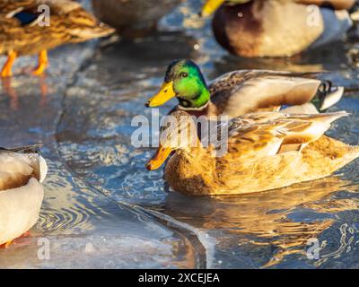 Entenherde, die auf dem eisgefrorenen Teich des Stadtparks spielen und schwimmen. Vögel in Wintermöwen, Enten schwimmen in einem teilweise gefrorenen See Stockfoto