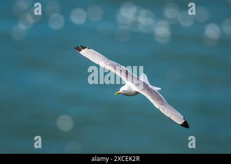 Schwarzbeinige Kittiwake, Rissa tridactyla, Vögel im Flug über Klippen, Bempton Cliffs, North Yorkshire, England Stockfoto