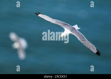 Schwarzbeinige Kittiwake, Rissa tridactyla, Vögel im Flug über Klippen, Bempton Cliffs, North Yorkshire, England Stockfoto