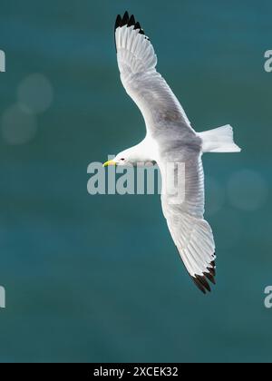 Schwarzbeinige Kittiwake, Rissa tridactyla, Vögel im Flug über Klippen, Bempton Cliffs, North Yorkshire, England Stockfoto