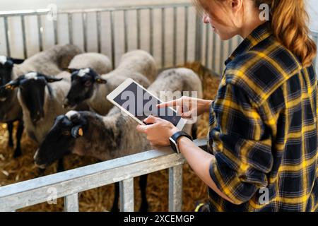 Eine Landwirtin arbeitet auf einem digitalen Tablet vor Schafen in einem Stall auf einer Viehzucht. IoT-Lösung für die Tierhaltung. Stockfoto