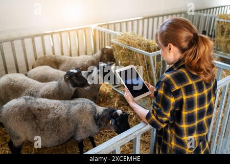 Eine Farmerin arbeitet an einem digitalen Tablet vor Schafen in einer Viehzucht. IoT-Lösung für die Tierhaltung. Stockfoto