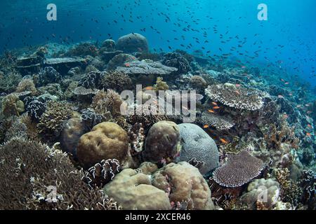 Bunte Fische und gesunde Korallen bedecken einen Riffhang auf einer abgelegenen Insel auf den vergessenen Inseln Indonesiens. Diese Region weist eine hohe Artenvielfalt auf. Stockfoto