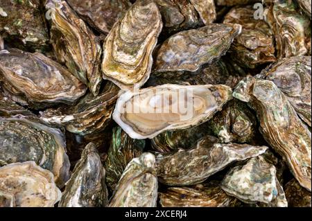 Frische lebende Austern verschiedener Größen in der Markthalle, die zum Mittagessen gegessen werden können, aus nächster Nähe, aus Austernzuchtdorf, Arcachon Bay, Gujan-Mestras, Bor Stockfoto