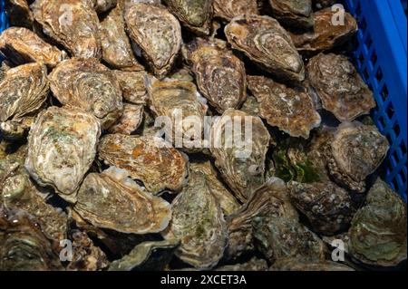 Frische lebende Austern verschiedener Größen in der Markthalle, die zum Mittagessen gegessen werden können, aus nächster Nähe, aus Austernzuchtdorf, Arcachon Bay, Gujan-Mestras, Bor Stockfoto