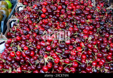 Neue Saison mit Reifen roten süßen Kirschen Sommerfrüchten, Kirsche zum Verkauf auf dem Bauernmarkt in Dordogne, Frankreich Stockfoto
