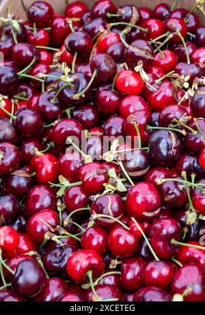 Neue Saison mit Reifen roten süßen Kirschen Sommerfrüchten, Kirsche zum Verkauf auf dem Bauernmarkt in Dordogne, Frankreich Stockfoto