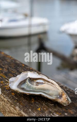 Essen von frischen lebenden Austern mit Zitrone und Brot im Farmcafé im Austerndorf, mit Blick auf Boote und Wasser der Bucht von Arcachon, Gujan Stockfoto