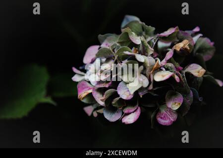 Nahaufnahme von Hydrangea blüht Stockfoto