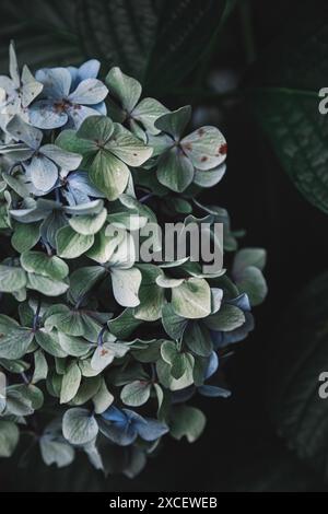Nahaufnahme von Hydrangea blüht Stockfoto