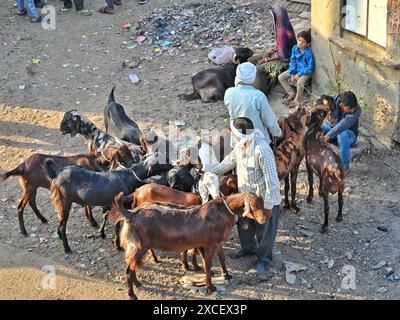 Ajmer, Indien. Juni 2024. Bakara Mandi Ajmer ein Viehmarkt während des Eid-Al-Adha Festivals. Tiere, die während des islamischen Festivals Eid ul Adha zum Opfer fallen, können auf einem Markt erworben werden. EID ul Adha, auch „Festival des Opfers“ oder Bakr Eid genannt, ist im islamischen Kalender von großer Bedeutung und wird weltweit gefeiert. (Foto: Shaukat Ahmed/Pacific Press) Credit: Pacific Press Media Production Corp./Alamy Live News Stockfoto