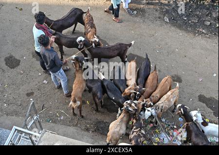 Ajmer, Indien. Juni 2024. Bakara Mandi Ajmer ein Viehmarkt während des Eid-Al-Adha Festivals. Tiere, die während des islamischen Festivals Eid ul Adha zum Opfer fallen, können auf einem Markt erworben werden. EID ul Adha, auch „Festival des Opfers“ oder Bakr Eid genannt, ist im islamischen Kalender von großer Bedeutung und wird weltweit gefeiert. (Foto: Shaukat Ahmed/Pacific Press) Credit: Pacific Press Media Production Corp./Alamy Live News Stockfoto