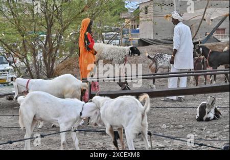 Ajmer, Rajasthan, Indien. Juni 2024. Bakara Mandi Ajmer ein Viehmarkt während des Eid-Al-Adha Festivals. Tiere, die während des islamischen Festivals Eid ul Adha zum Opfer fallen, können auf einem Markt erworben werden. EID ul Adha, auch bekannt als „Festival des Opfers“ oder Bakr Eid, hat große Bedeutung im islamischen Kalender und wird weltweit gefeiert. (Kreditbild: © Shaukat Ahmed/Pacific Press via ZUMA Press Wire) NUR REDAKTIONELLE VERWENDUNG! Nicht für kommerzielle ZWECKE! Stockfoto