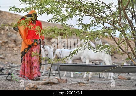 Ajmer, Rajasthan, Indien. Juni 2024. Bakara Mandi Ajmer ein Viehmarkt während des Eid-Al-Adha Festivals. Tiere, die während des islamischen Festivals Eid ul Adha zum Opfer fallen, können auf einem Markt erworben werden. EID ul Adha, auch bekannt als „Festival des Opfers“ oder Bakr Eid, hat große Bedeutung im islamischen Kalender und wird weltweit gefeiert. (Kreditbild: © Shaukat Ahmed/Pacific Press via ZUMA Press Wire) NUR REDAKTIONELLE VERWENDUNG! Nicht für kommerzielle ZWECKE! Stockfoto