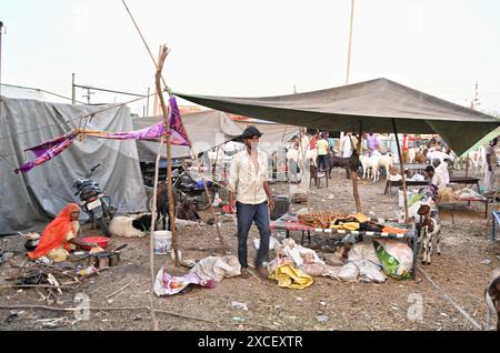 Ajmer, Rajasthan, Indien. Juni 2024. Bakara Mandi Ajmer ein Viehmarkt während des Eid-Al-Adha Festivals. Tiere, die während des islamischen Festivals Eid ul Adha zum Opfer fallen, können auf einem Markt erworben werden. EID ul Adha, auch bekannt als „Festival des Opfers“ oder Bakr Eid, hat große Bedeutung im islamischen Kalender und wird weltweit gefeiert. (Kreditbild: © Shaukat Ahmed/Pacific Press via ZUMA Press Wire) NUR REDAKTIONELLE VERWENDUNG! Nicht für kommerzielle ZWECKE! Stockfoto