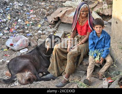 Ajmer, Rajasthan, Indien. Juni 2024. Bakara Mandi Ajmer ein Viehmarkt während des Eid-Al-Adha Festivals. Tiere, die während des islamischen Festivals Eid ul Adha zum Opfer fallen, können auf einem Markt erworben werden. EID ul Adha, auch bekannt als „Festival des Opfers“ oder Bakr Eid, hat große Bedeutung im islamischen Kalender und wird weltweit gefeiert. (Kreditbild: © Shaukat Ahmed/Pacific Press via ZUMA Press Wire) NUR REDAKTIONELLE VERWENDUNG! Nicht für kommerzielle ZWECKE! Stockfoto