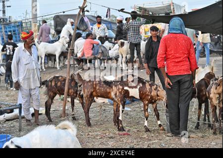 Ajmer, Rajasthan, Indien. Juni 2024. Bakara Mandi Ajmer ein Viehmarkt während des Eid-Al-Adha Festivals. Tiere, die während des islamischen Festivals Eid ul Adha zum Opfer fallen, können auf einem Markt erworben werden. EID ul Adha, auch bekannt als „Festival des Opfers“ oder Bakr Eid, hat große Bedeutung im islamischen Kalender und wird weltweit gefeiert. (Kreditbild: © Shaukat Ahmed/Pacific Press via ZUMA Press Wire) NUR REDAKTIONELLE VERWENDUNG! Nicht für kommerzielle ZWECKE! Stockfoto