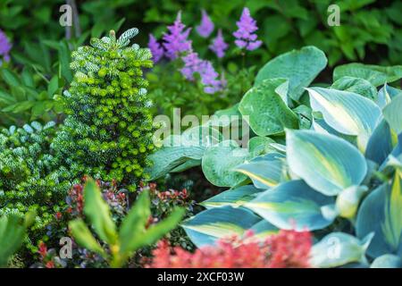 Eine Nahansicht einer üppig grünen Tanne, umgeben von großen, lebhaften Hosta-Pflanzen mit blau-grünen Blättern. Der Hintergrund ist zart lila flo Stockfoto