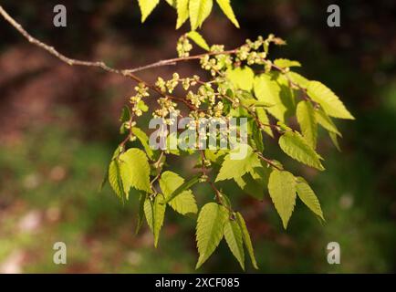 Japanische Zelkova, Japanische Ulme, Keyaki oder Keaki, Zelkova serrata, Ulmaceae. Japan, Korea und China. Zelkova serrata ist monoziös. Stockfoto