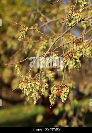 Europäische Weiße Ulme, flatternde Ulme, Spreitende Ulme, herrliche Ulme und in den Vereinigten Staaten die Russische Ulme, Ulmus laevis, Ulmaceae, Europa. Junge Früchte Stockfoto