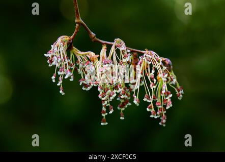 Europäische Weiße Ulme, flatternde Ulme, Spreitende Ulme, herrliche Ulme und in den Vereinigten Staaten die Russische Ulme, Ulmus laevis, Ulmaceae, Europa. Blumen in Stockfoto