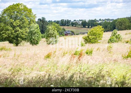 Weide mit hohem Gras in Aachen am 15. Juni 2024. DEUTSCHLAND - AACHEN - WEIDE Stockfoto