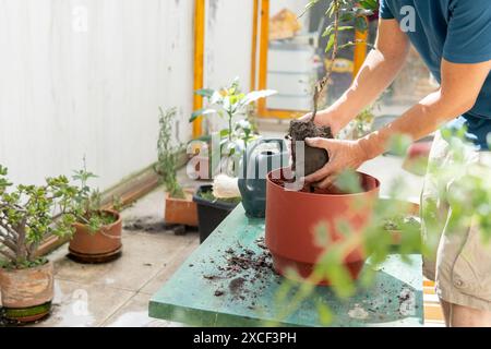 Unerkennbarer Mann, der morgens im Garten zu Hause eine Rosenpflanze in einen neuen Topf legt. Gartenarbeit zu Hause Stockfoto