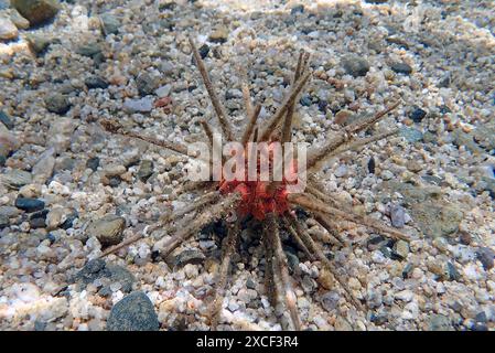 Rotlanzenstifteigel - Stylocidaris affinis Stockfoto