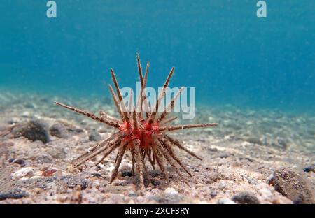 Rotlanzenstifteigel - Stylocidaris affinis Stockfoto