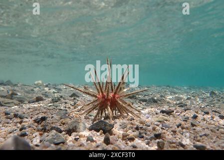 Rotlanzenstifteigel - Stylocidaris affinis Stockfoto