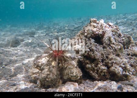 Rotlanzenstifteigel - Stylocidaris affinis Stockfoto