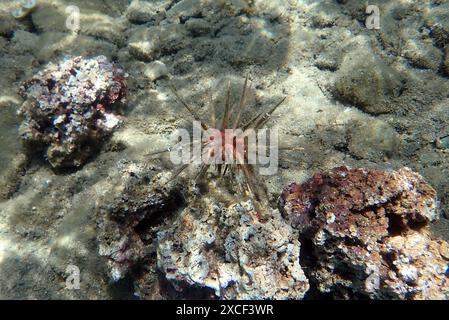 Rotlanzenstifteigel - Stylocidaris affinis Stockfoto