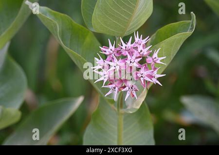 Auffälliger Milkweed (Asclepias speciosa) blüht Mitte Juni in einem Garten in Michigan Stockfoto