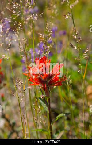 Nordamerika, Bundesstaat Washington, Pazifischer Nordwesten, Skamania County. Mount St. Helens. Indischer Pinsel, auch bekannt als Prairie-Fire oder Castilleja. Stockfoto