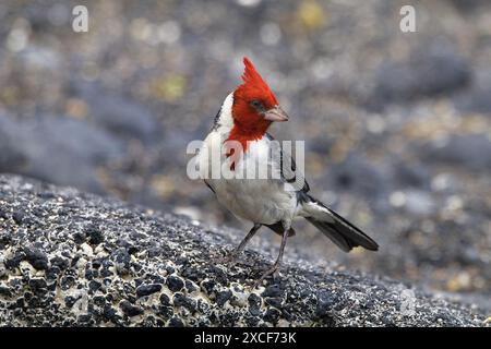 Profilansicht eines brillant gefärbten rothaarigen Kardinals auf Maui. Stockfoto