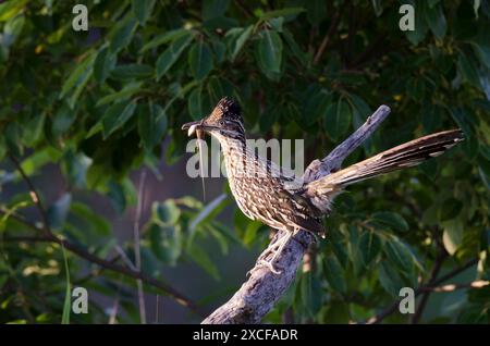 Greater Roadrunner, Geococcyx californianus, mit fünfzeiliger Skink, Plestiodon fasciatus, Beute Stockfoto