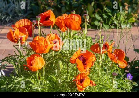 Mohnblumen blühen im Zentrum von Denver, Colorado Stockfoto